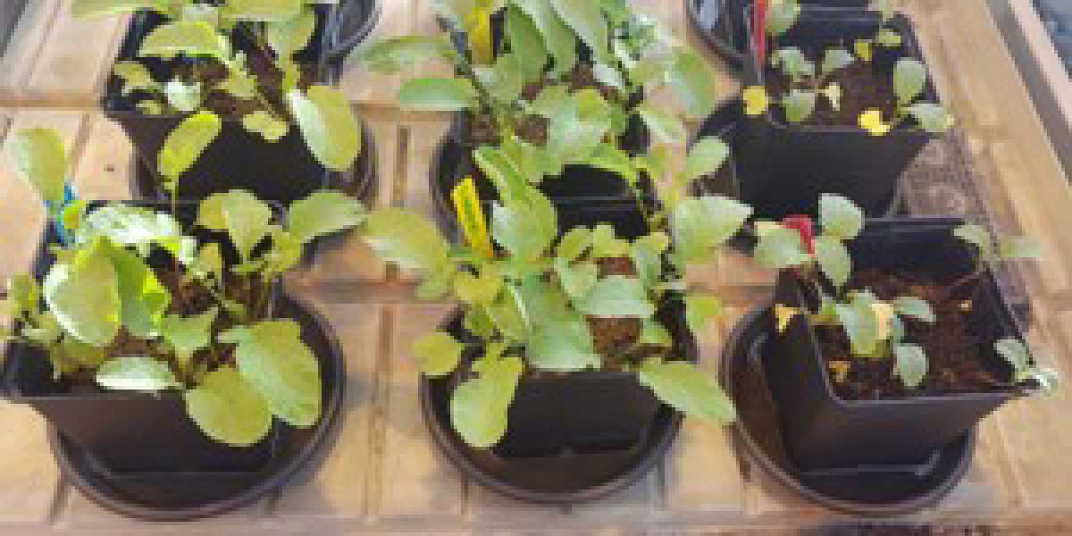 Harvest of plants from the greenhouse experiment